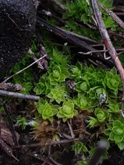 Pleurophascum occidentale