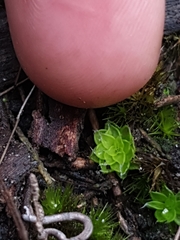 Pleurophascum occidentale