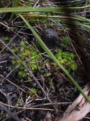 Pleurophascum occidentale