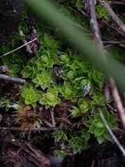 Pleurophascum occidentale