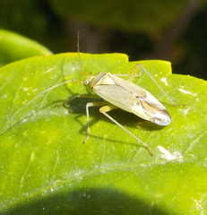 Closterotomus trivialis