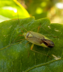 Closterotomus trivialis