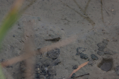 Periophthalmus modestus