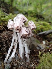 Monotropastrum humile