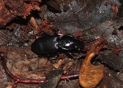Pterostichus stygicus