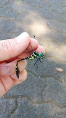 Melligomphus viridicostus