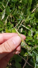 Gonista bicolor