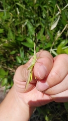 Gonista bicolor