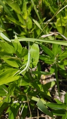 Gonista bicolor