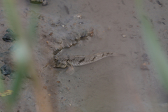 Periophthalmus modestus