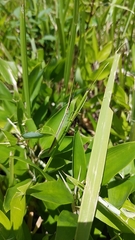 Gonista bicolor