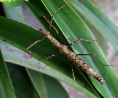 Menexenus lacertinus