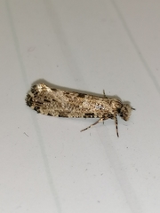 Morophaga choragella