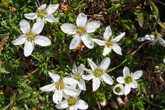 Arenaria biflora
