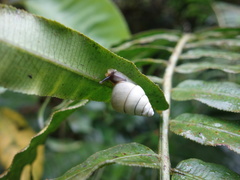 Satsuma albida