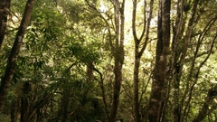 Prosthemadera novaeseelandiae
