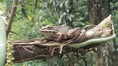 Chalcorana chalconota