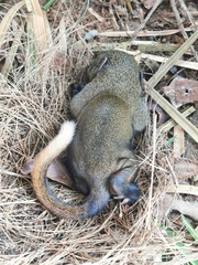 Callosciurus erythraeus