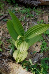 Veratrum insolitum