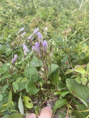 Gentianella propinqua