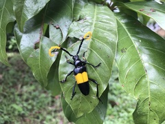 Pachyteria dimidiata