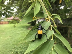 Pachyteria dimidiata