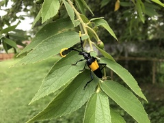 Pachyteria dimidiata