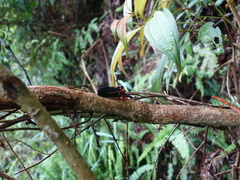 Scieroptera formosana