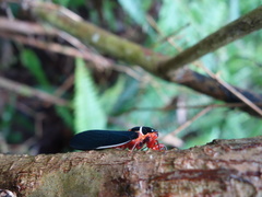 Scieroptera formosana