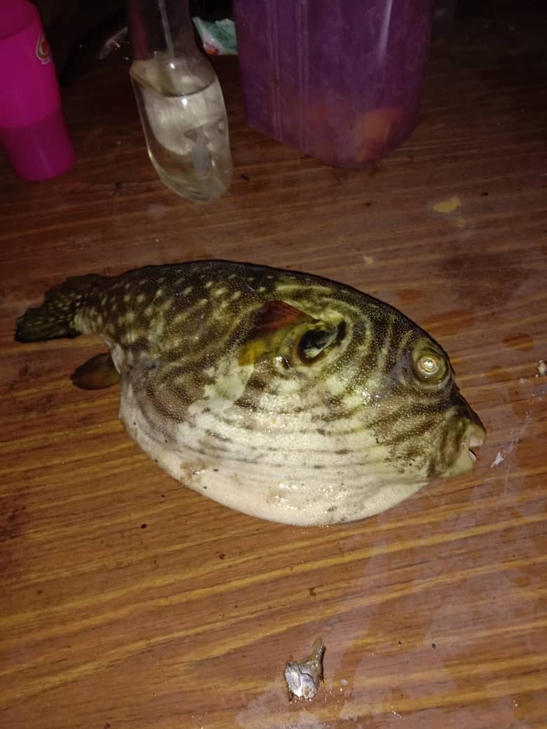 Reticulated pufferfish