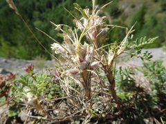 Astragalus sempervirens