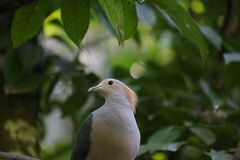 Green Imperial Pigeon photo 2