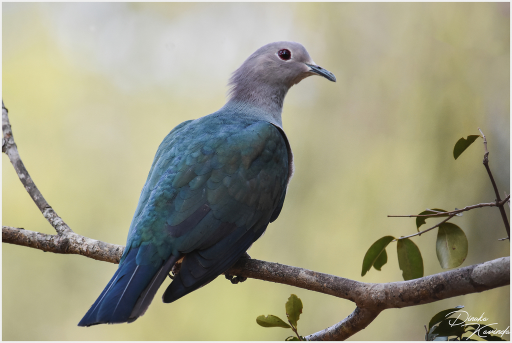 Green Imperial-Pigeon (Ducula aenea) photo