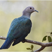 Green Imperial-Pigeon - Photo (c) Dinuka Kavinda, some rights reserved (CC BY-NC-ND)