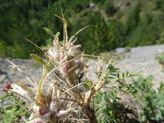 Astragalus sempervirens