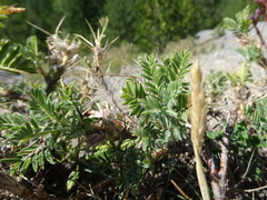 Astragalus sempervirens