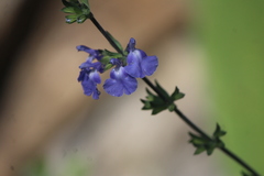 Salvia chamaedryoides