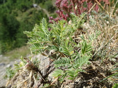 Astragalus sempervirens