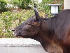 Bos