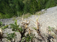 Astragalus sempervirens