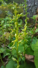 Platanthera hookeri