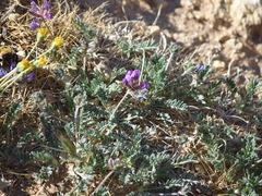 Oxytropis oreophila