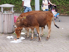 Bos