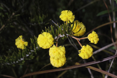 Acacia torringtonensis