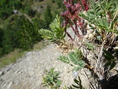 Astragalus sempervirens