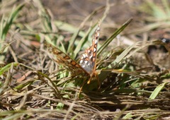 Euphydryas anicia