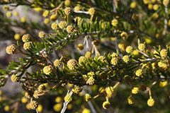 Acacia torringtonensis