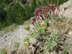 Astragalus sempervirens