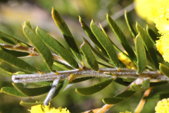 Acacia torringtonensis