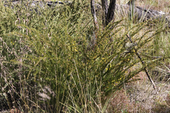 Acacia torringtonensis